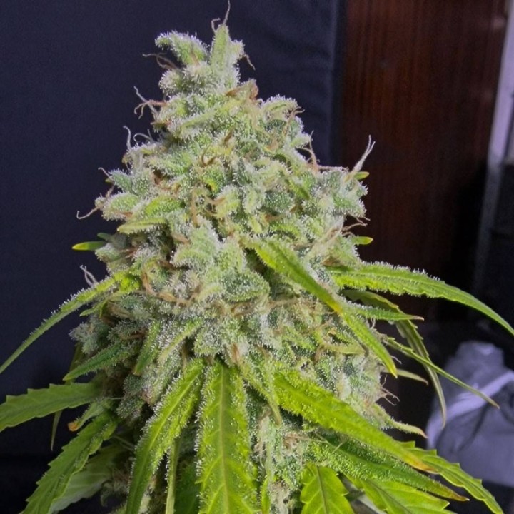 Orange Kush Auto
