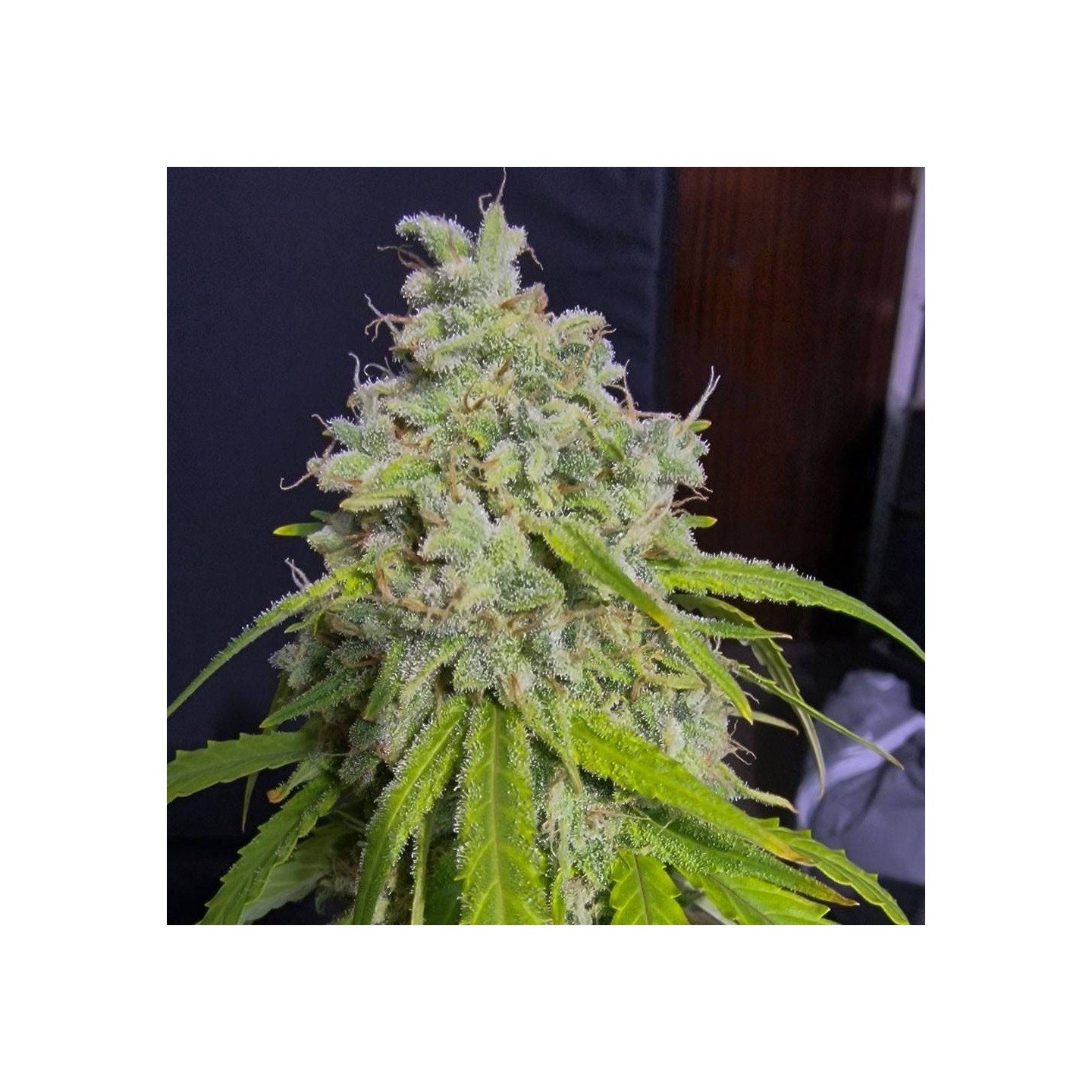 Orange Kush Auto