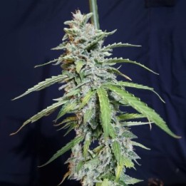 Super Watermelon Auto