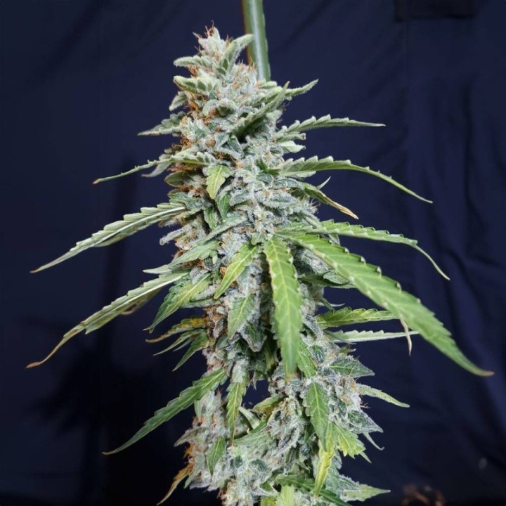Super Watermelon Auto