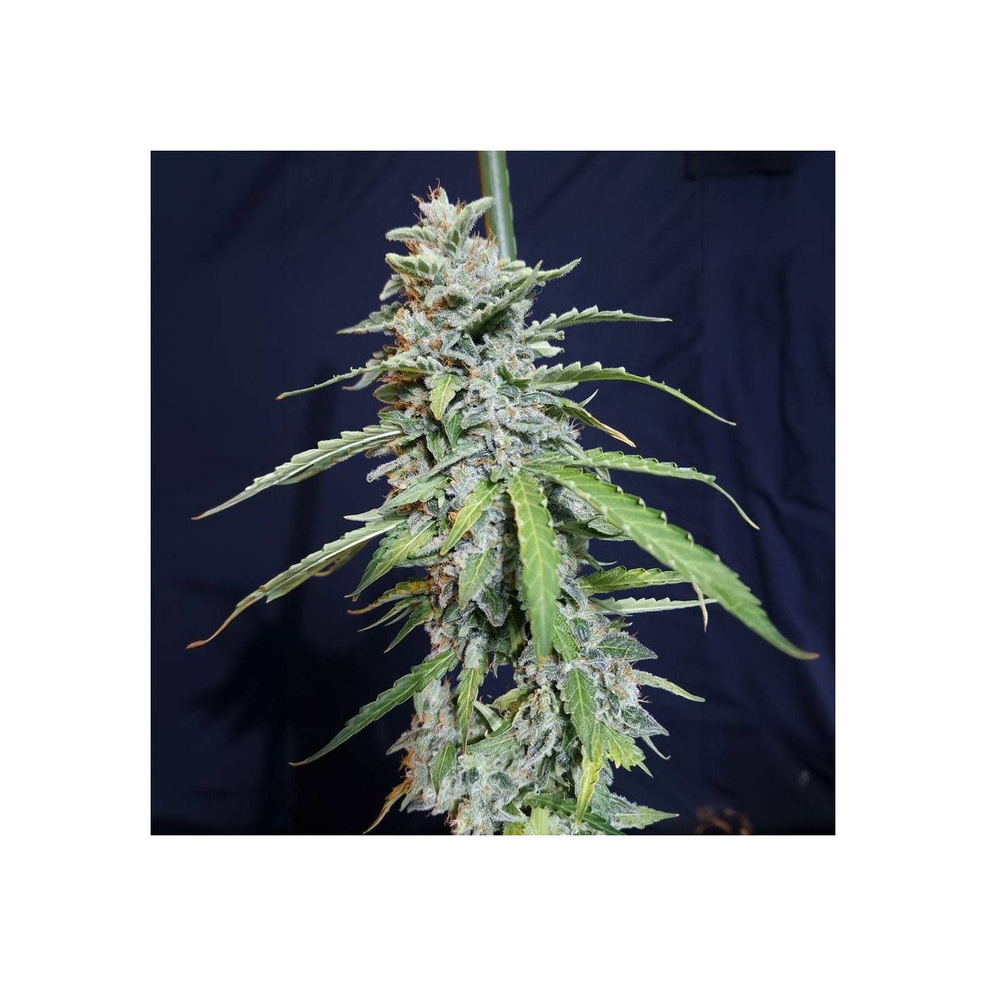 Super Watermelon Auto