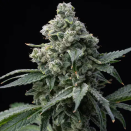 Bruce Banner Barneys Farm