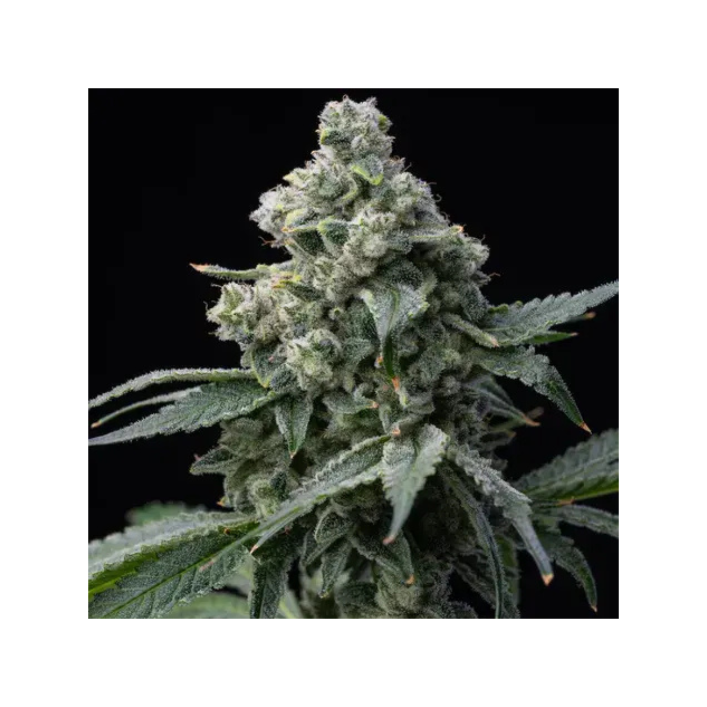 Bruce Banner Barneys Farm