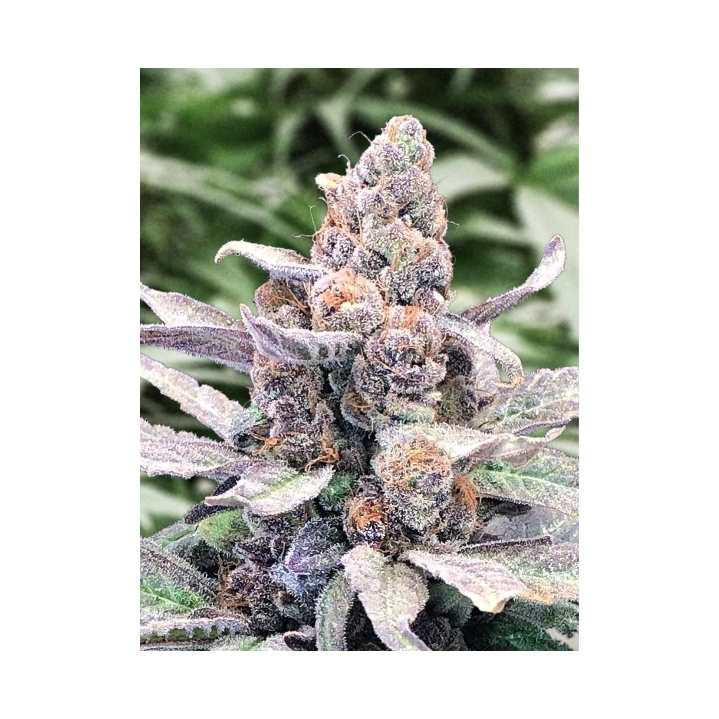 Wedding Crasher Auto