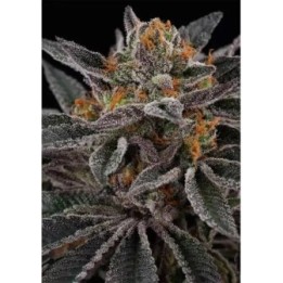 Sunset Cherry