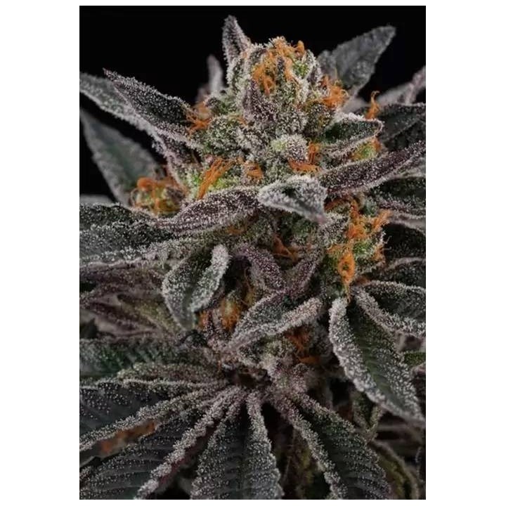 Sunset Cherry