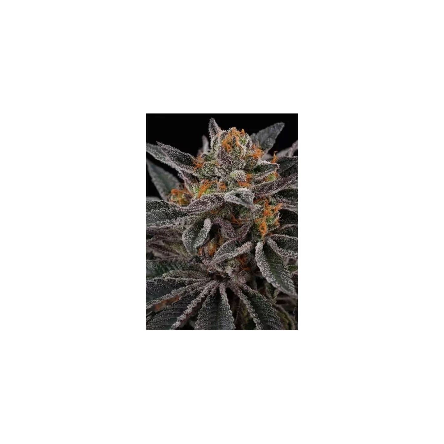 Sunset Cherry
