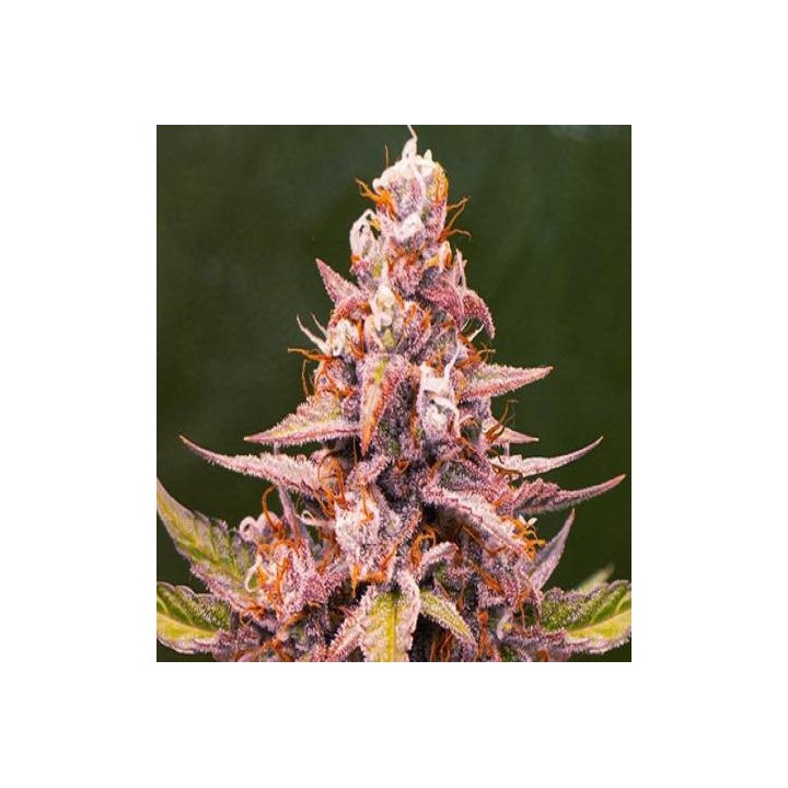 Pink Rozay