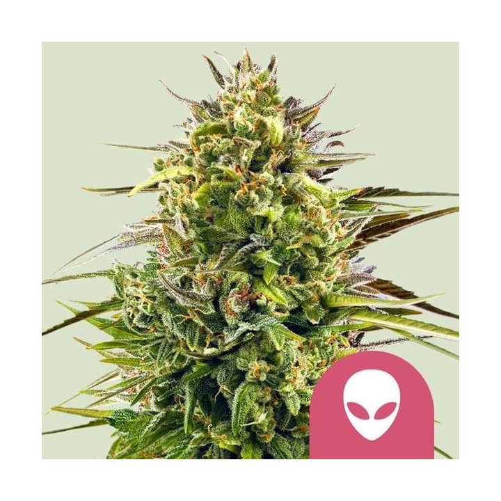 Alien OG