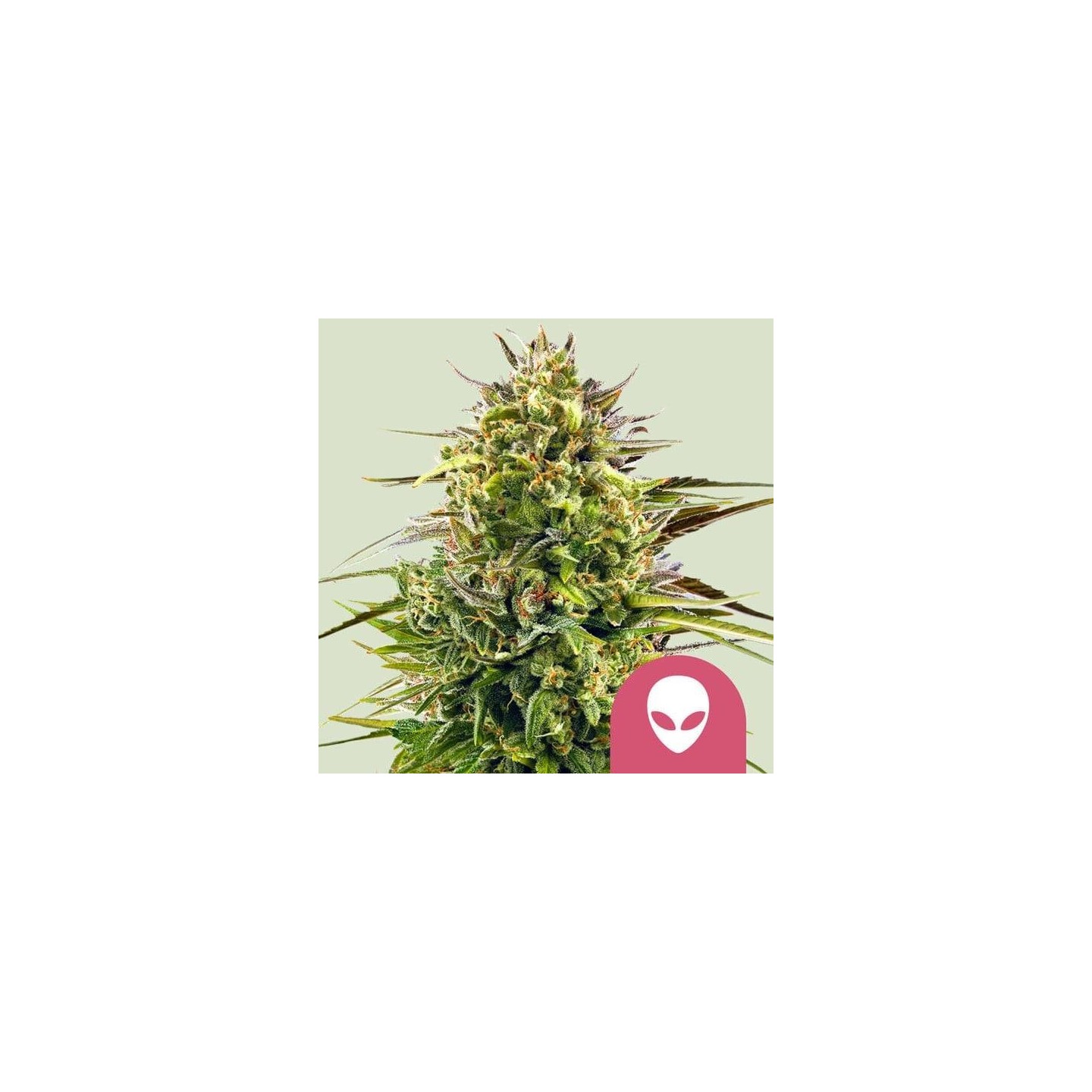 Alien OG
