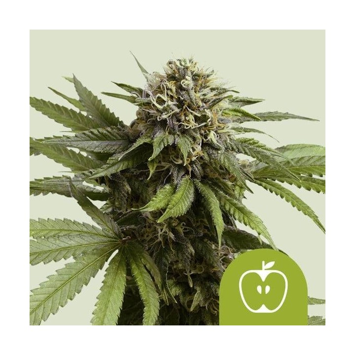 Apple Fritter Auto