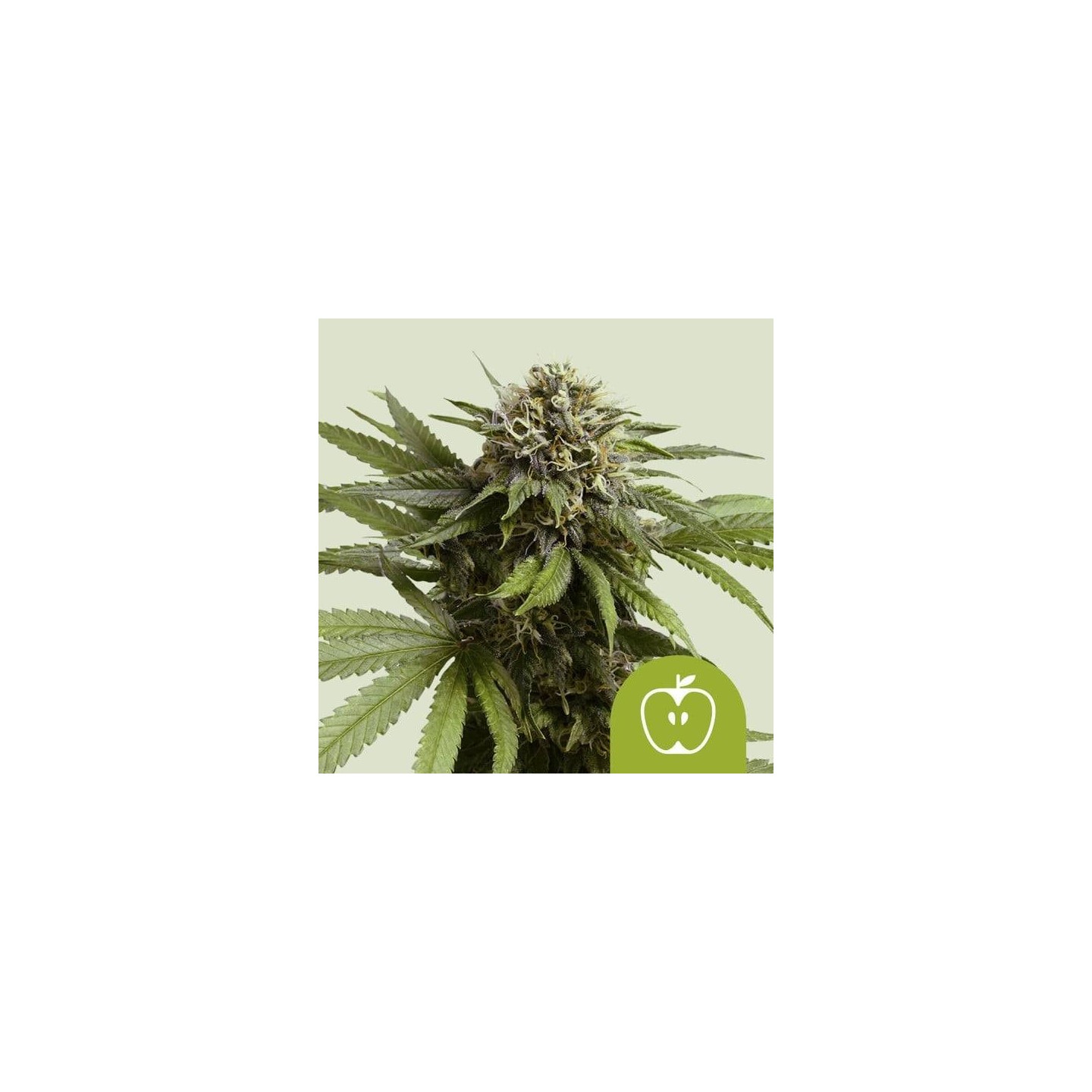 Apple Fritter Auto