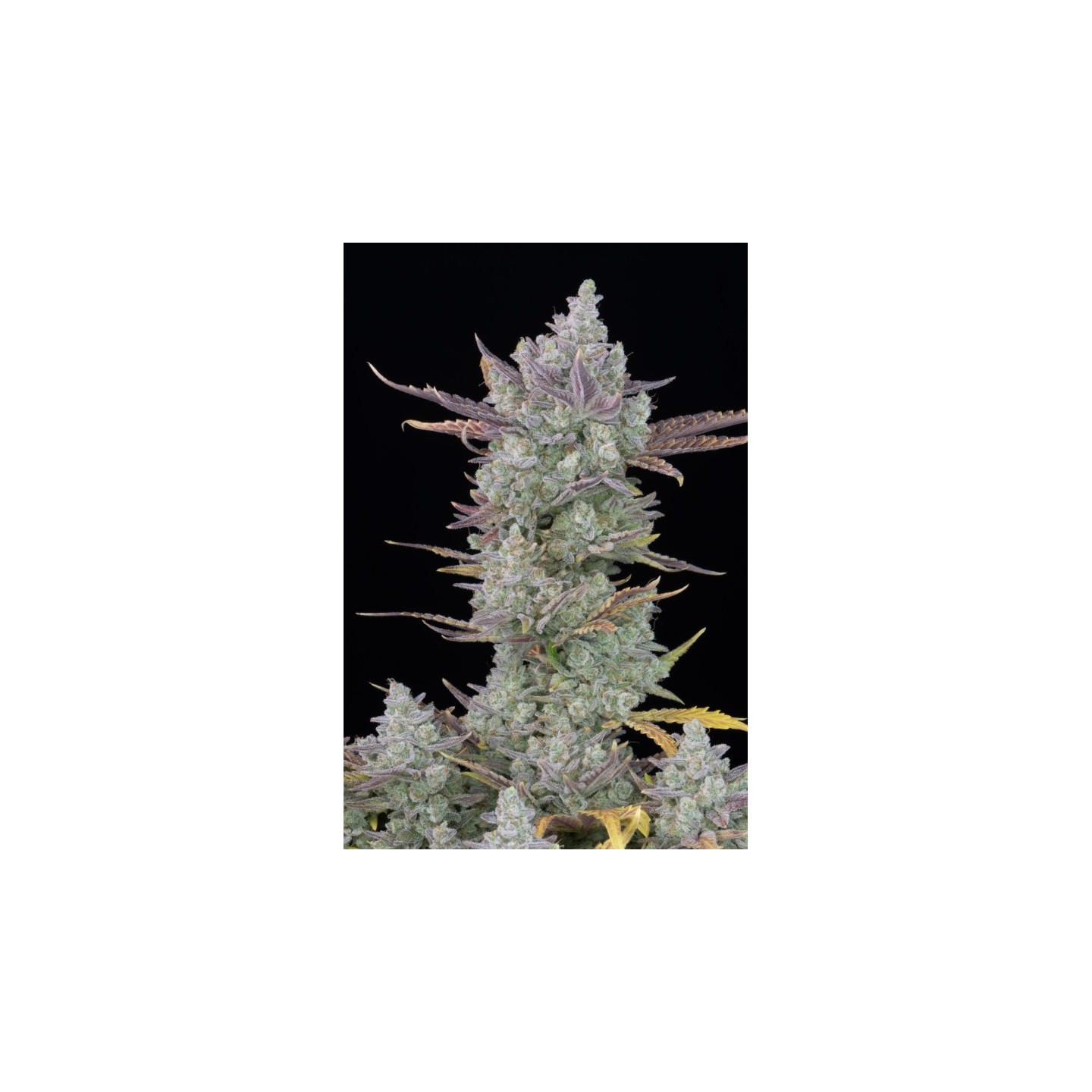 Gorilla Cookies Auto de Fastbuds Seeds
