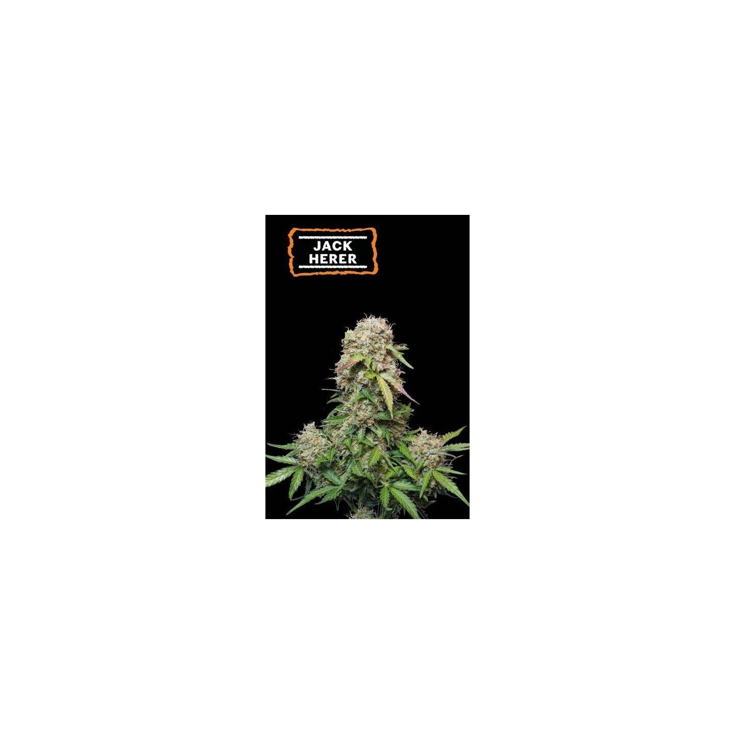 Jack Herer Auto Seed Stocker