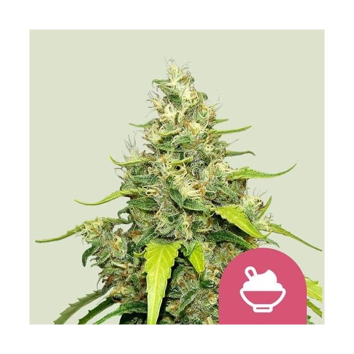 Blue Gelato
