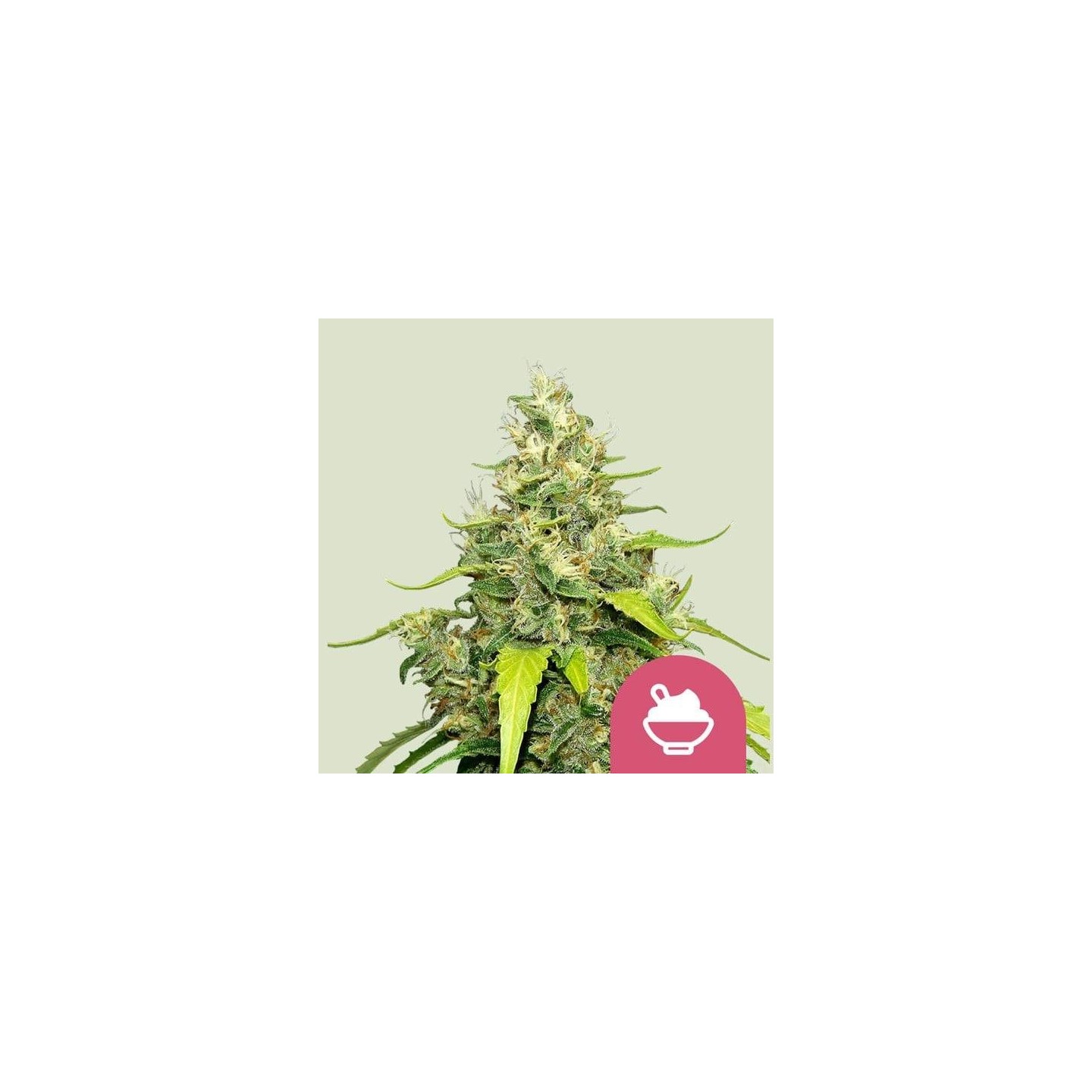 Blue Gelato