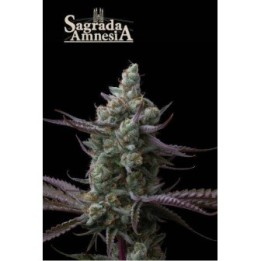 Sagrada Amnesia