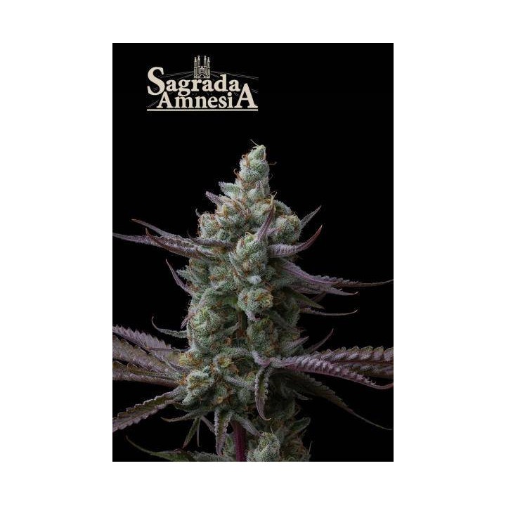 Sagrada Amnesia