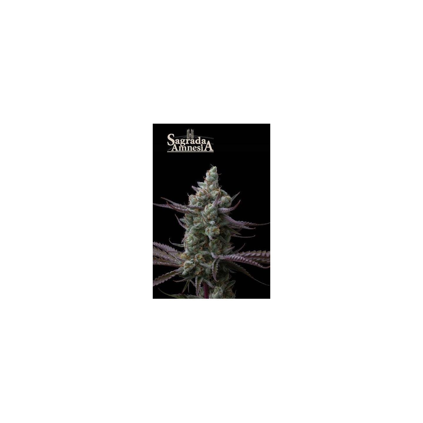 Sagrada Amnesia