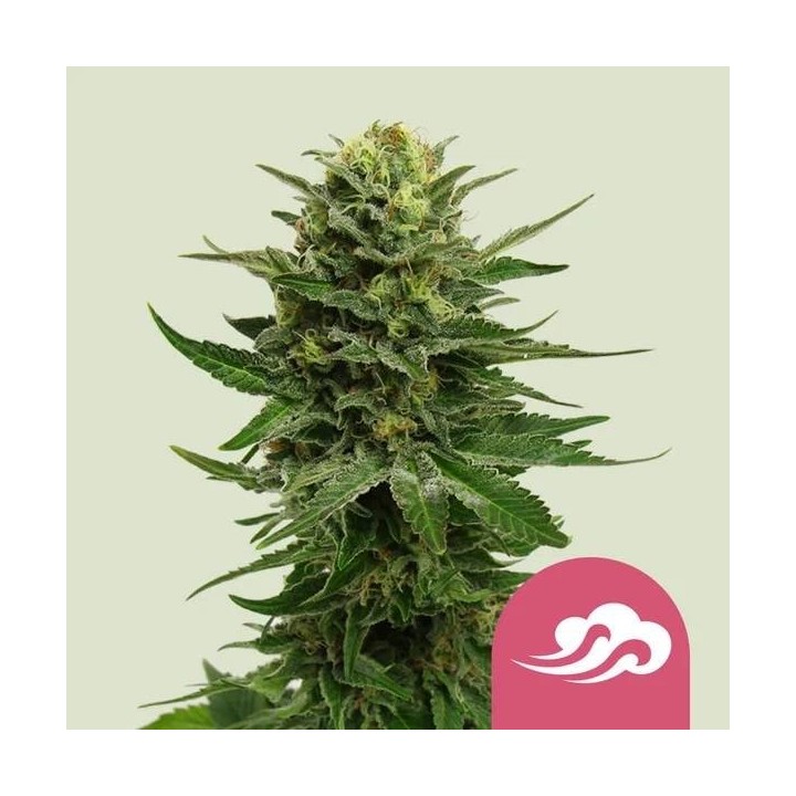 Blue Mystic