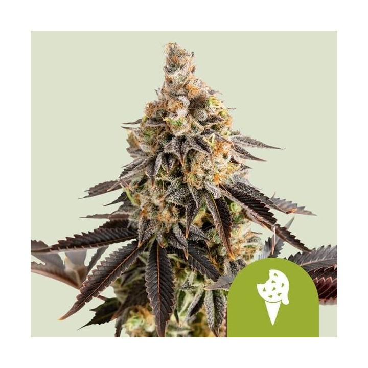 Cookies Gelato Auto