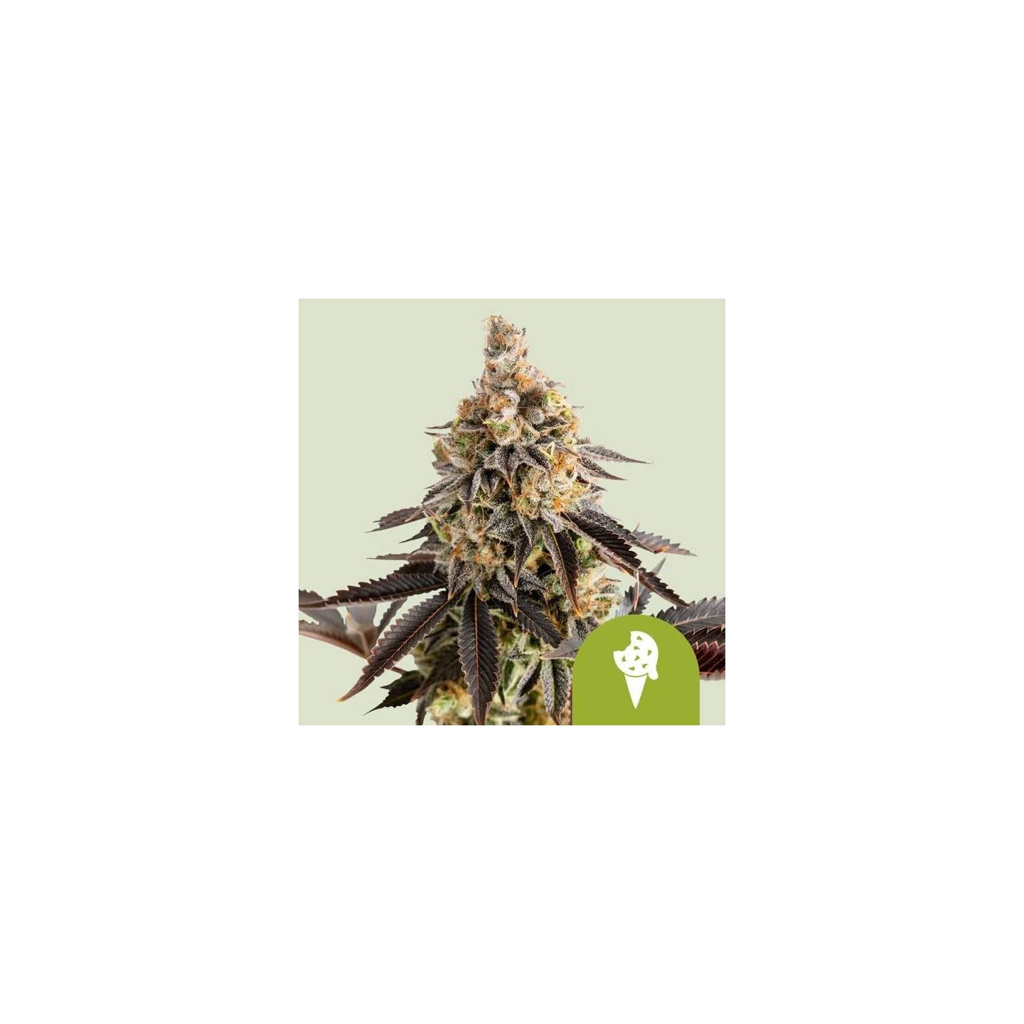 Cookies Gelato Auto