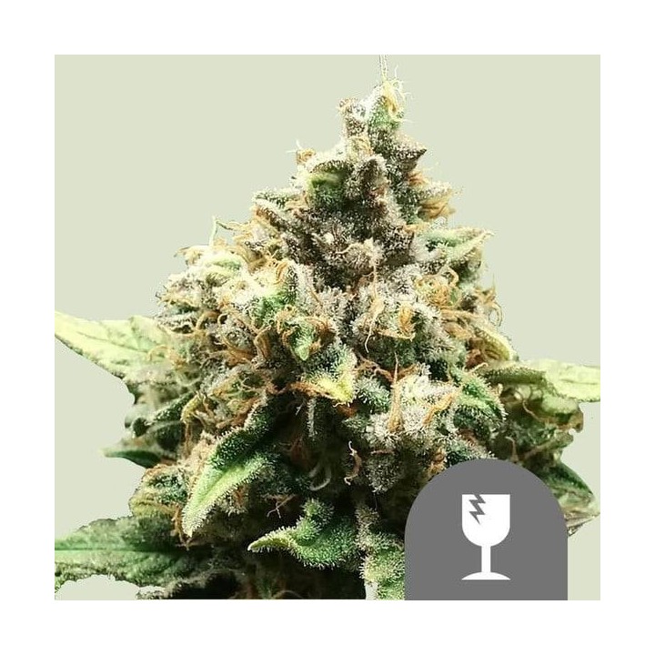 Critical Regular