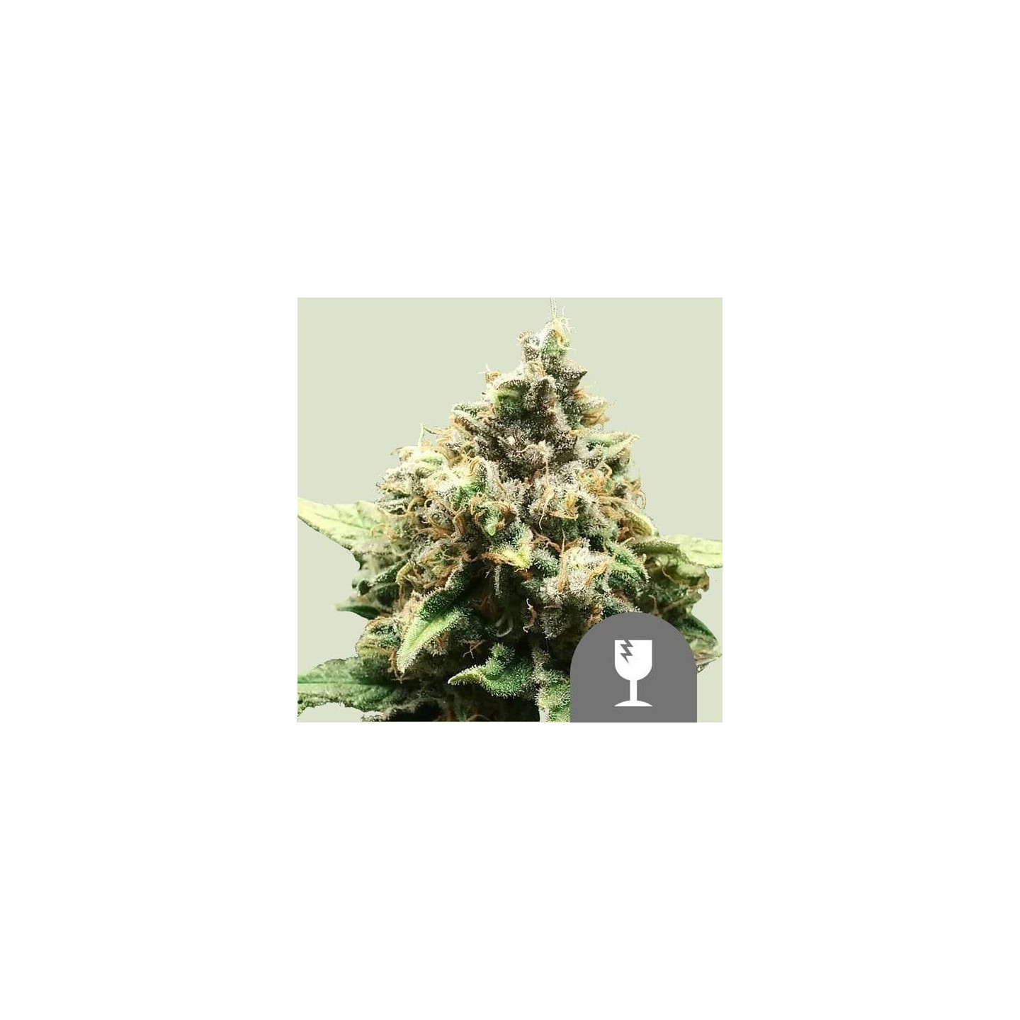 Critical Regular