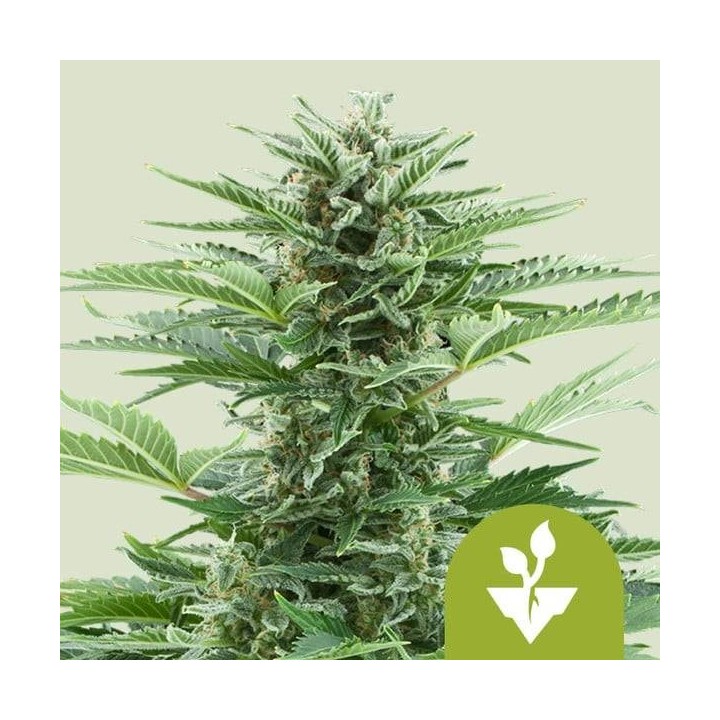 Easy Bud Auto