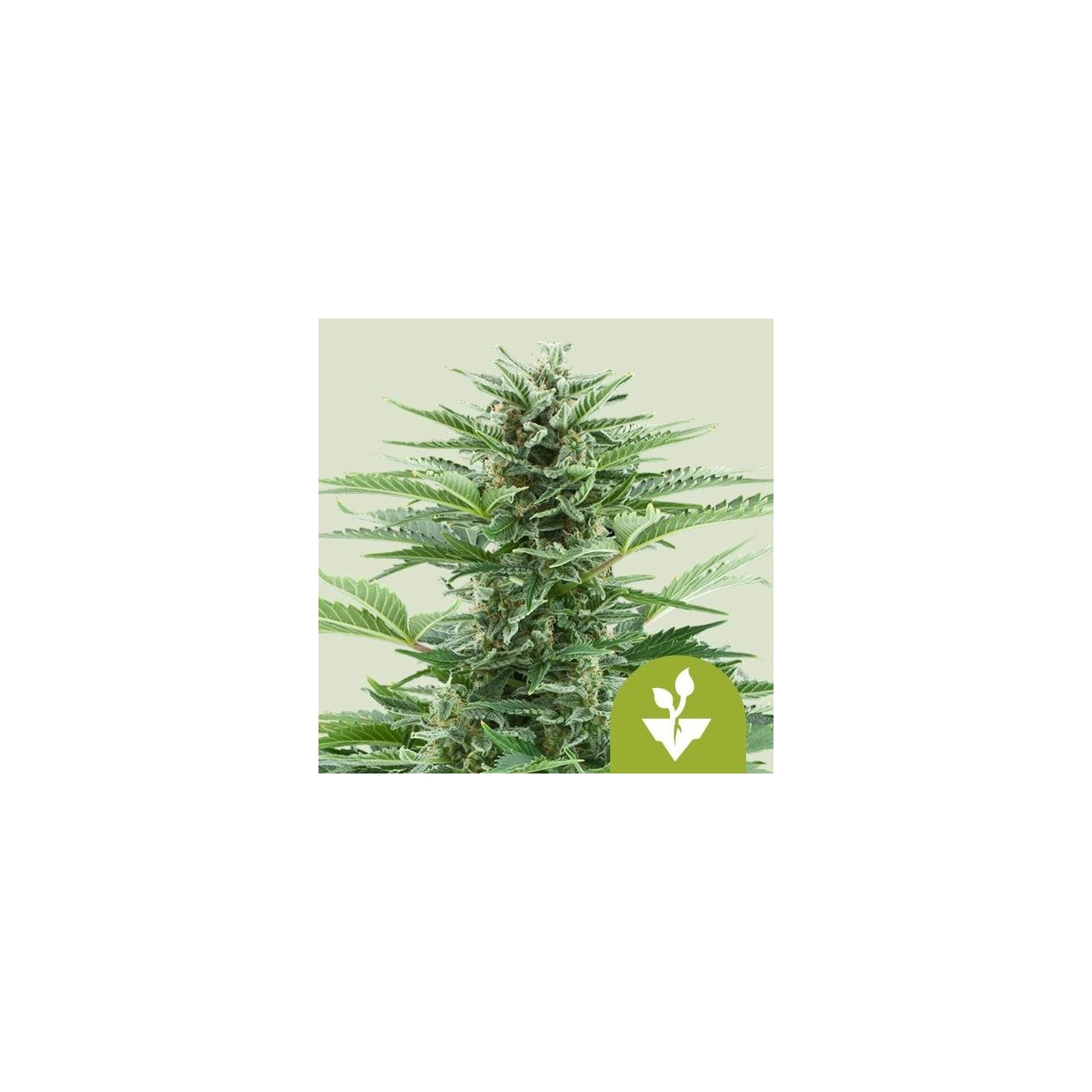 Easy Bud Auto
