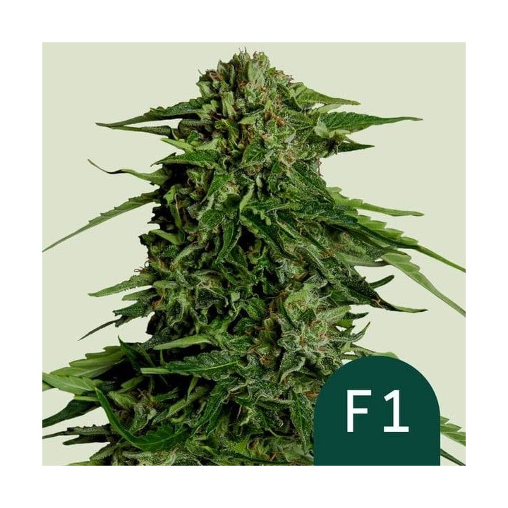 Epsilon F1 Auto