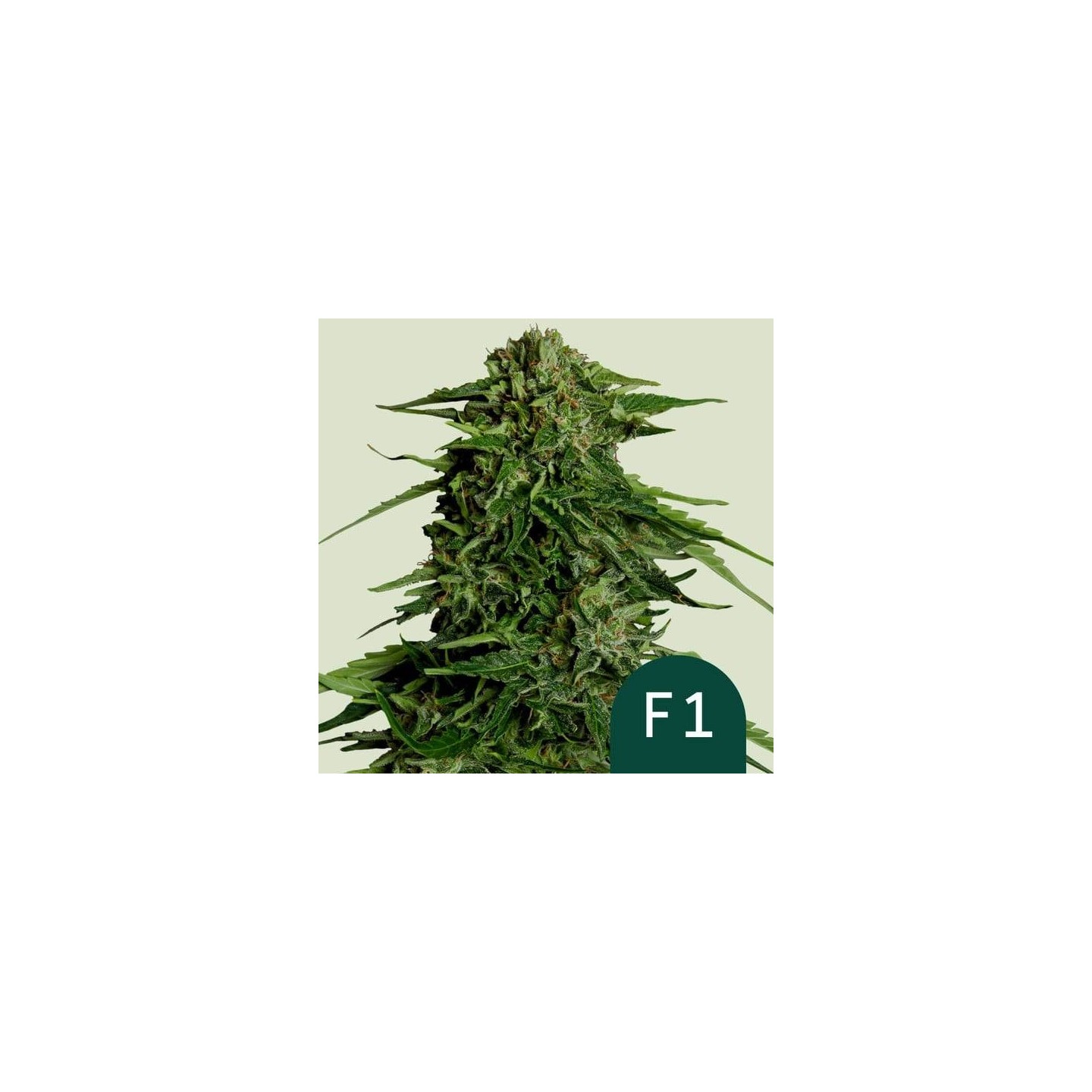 Epsilon F1 Auto