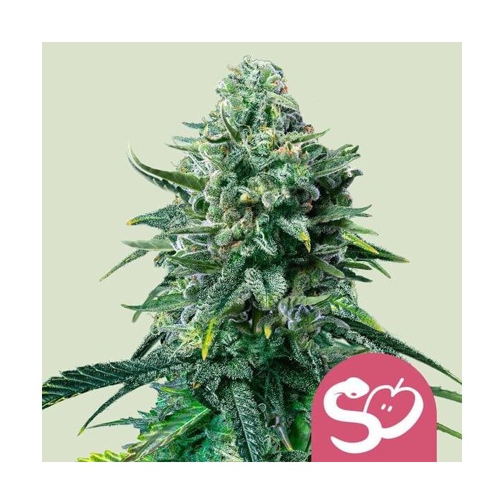 Forbidden Fruit