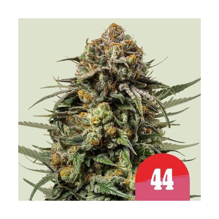 Gelato 44