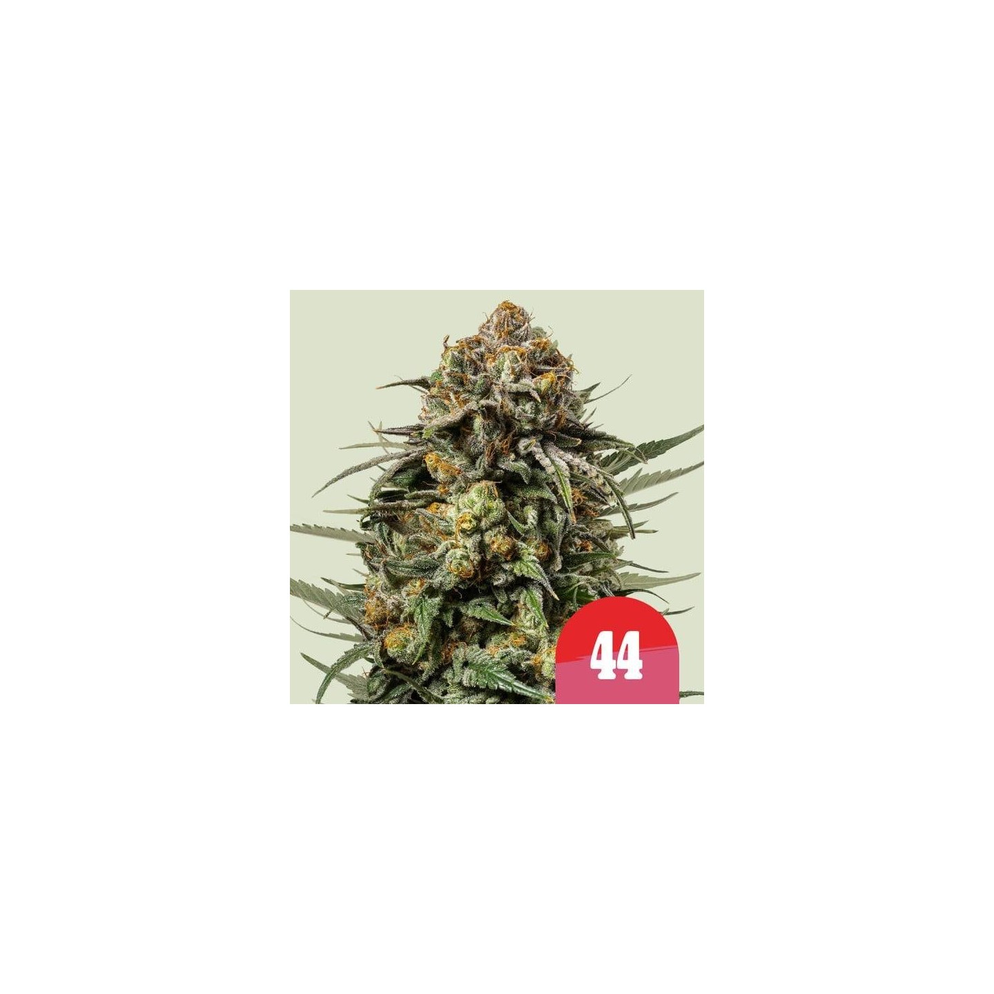 Gelato 44