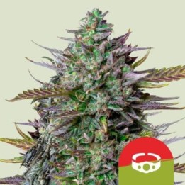 GoatLATO Auto