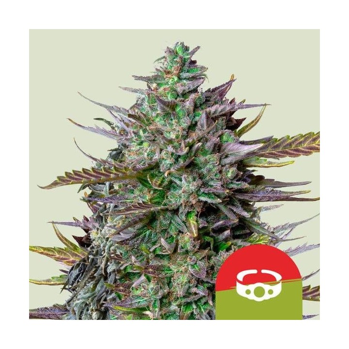 GoatLATO Auto