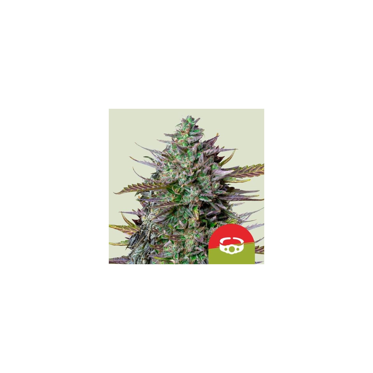 GoatLATO Auto