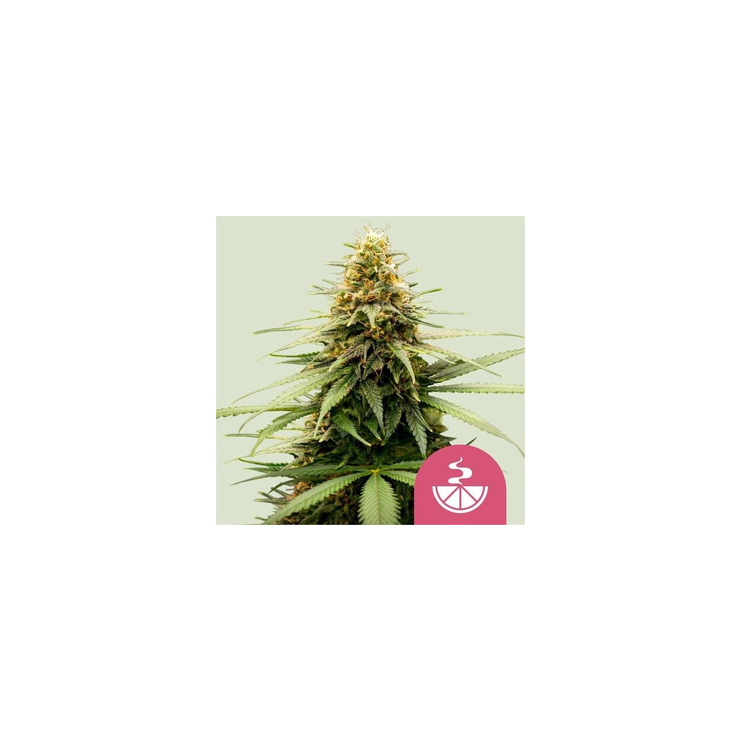 Lemon Skunk