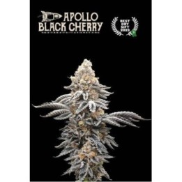 Apollo Black Cherry | Seed Stockers | Matillaplant.com