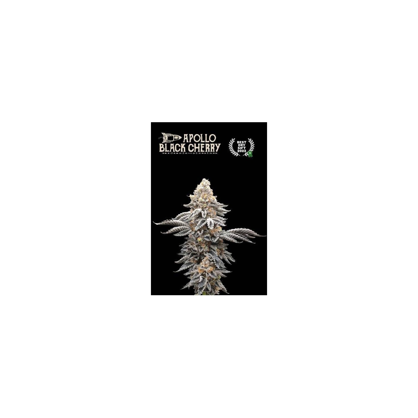 Apollo Black Cherry | Seed Stockers | Matillaplant.com