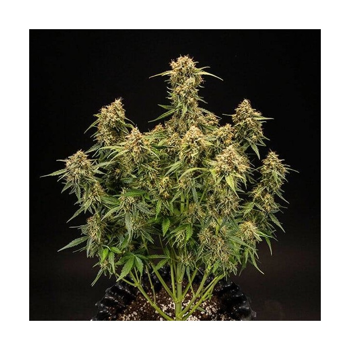 Medusa F1 Auto