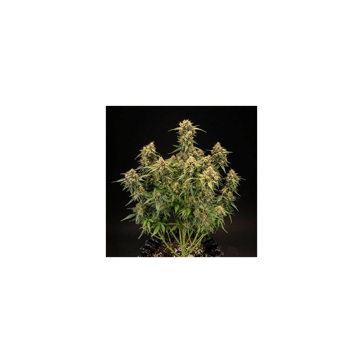 Medusa F1 Auto