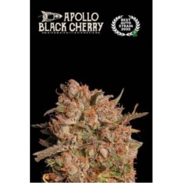 Apollo Black Cherry Auto | Seed Stockers | Matillaplant.com