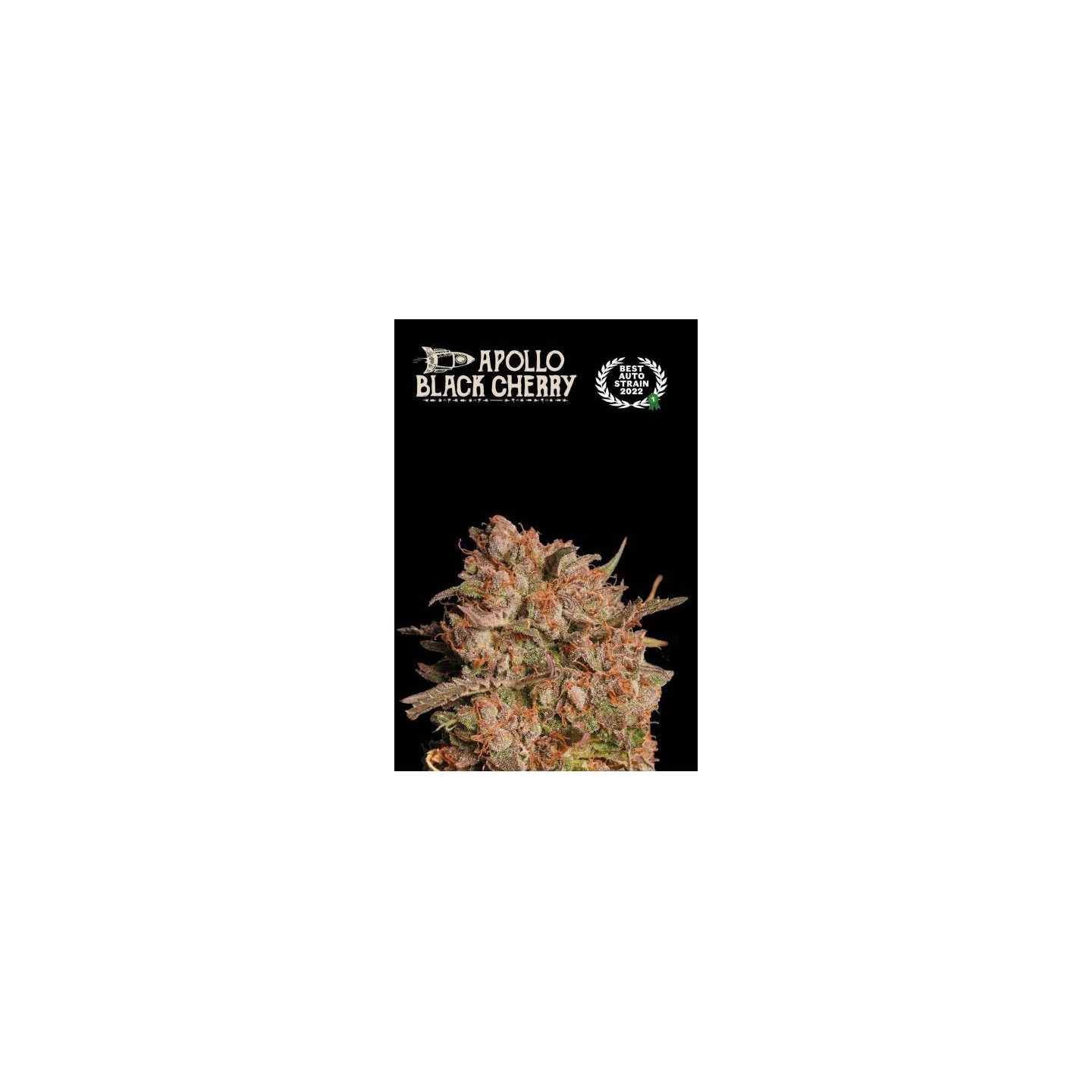 Apollo Black Cherry Auto | Seed Stockers | Matillaplant.com