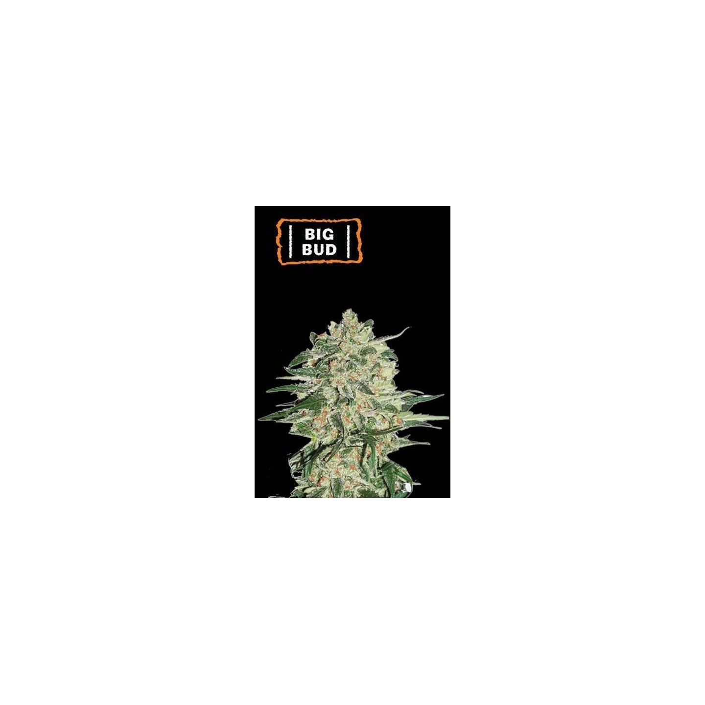 Big Bud | Feminizada | Seed Stockers