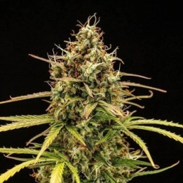 Milky Way F1 Auto