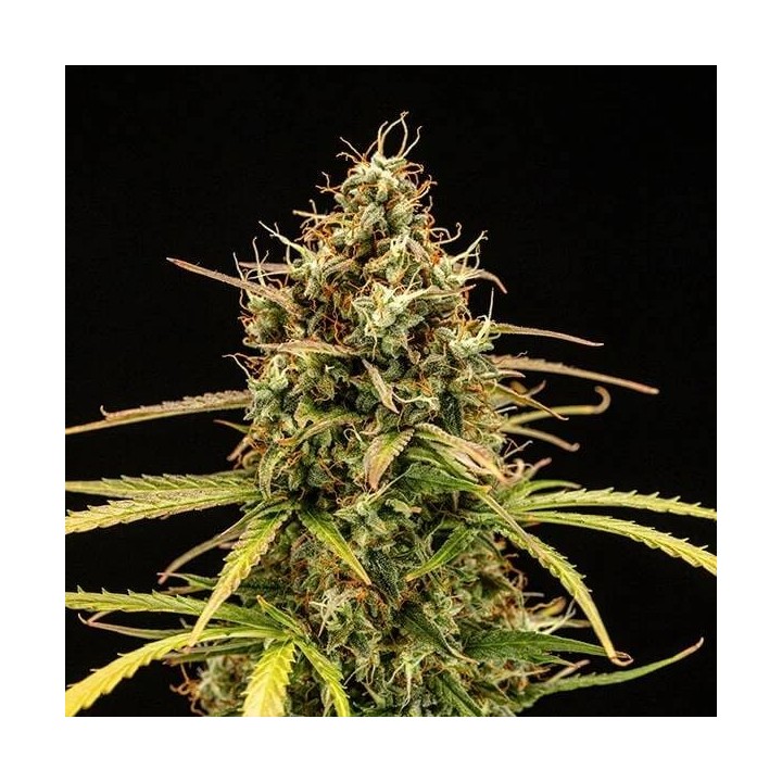 Milky Way F1 Auto