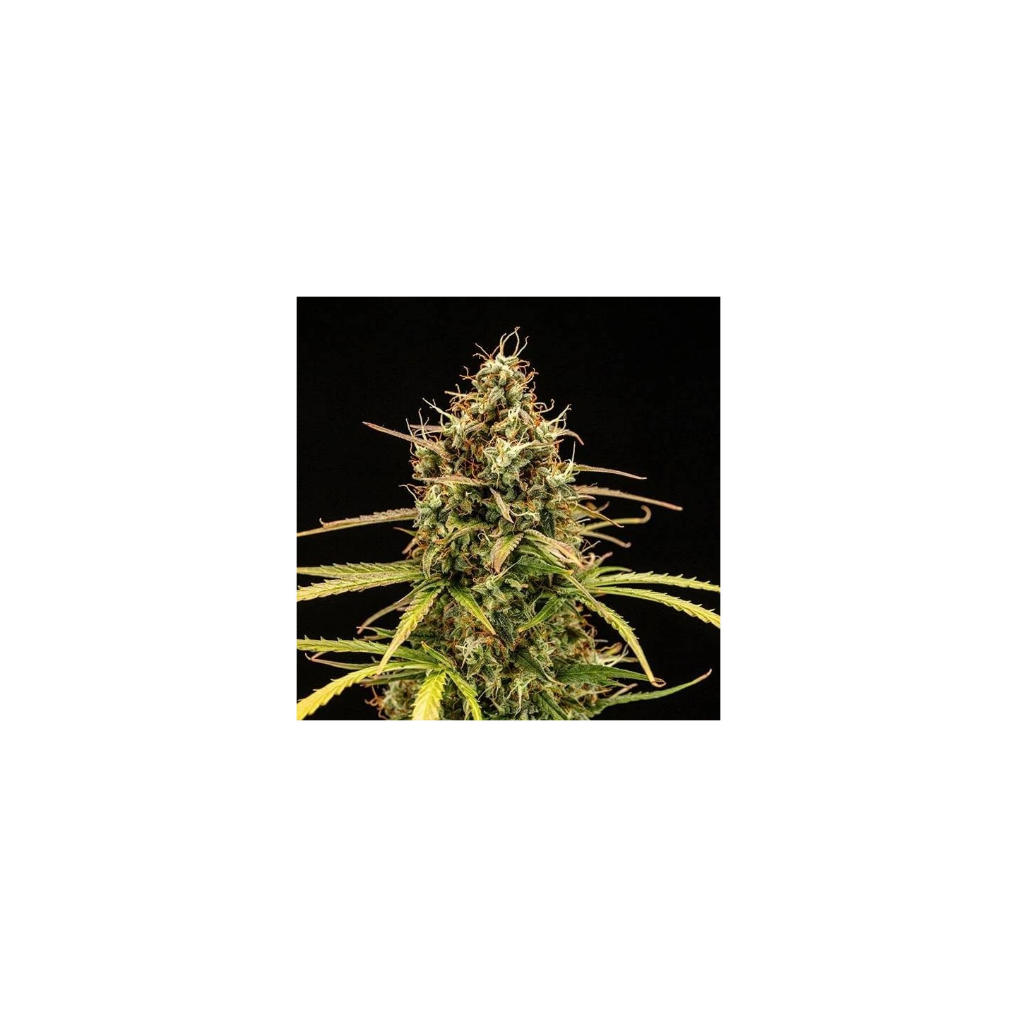 Milky Way F1 Auto