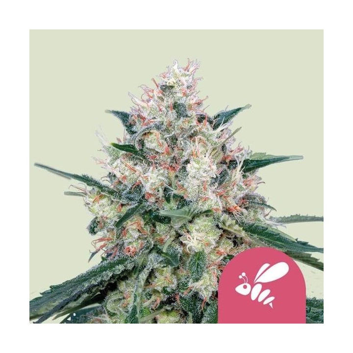 ▷ Comprar Honey Cream Fast Version Feminizada de Royal Queen -